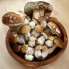 Champignon Cèpes Molosttoff traiteur